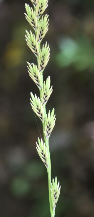 Castellia tuberculosa (Moris) Bor [9/9]