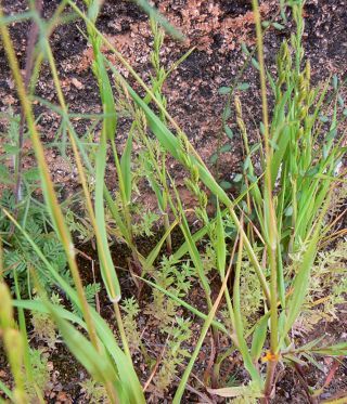 Castellia tuberculosa (Moris) Bor [4/9]