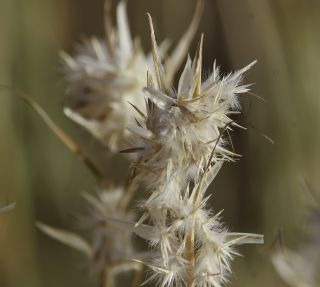 Cymbopogon schoenanthus (L.) Sprengel [3/13]