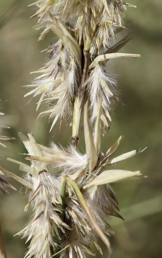 Cymbopogon schoenanthus (L.) Sprengel [6/13]