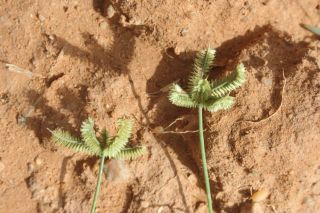 Dactyloctenium aegyptium (L.) Willd. [2/2]