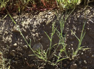 Digitaria sanguinalis (L.) Scop. [1/8]