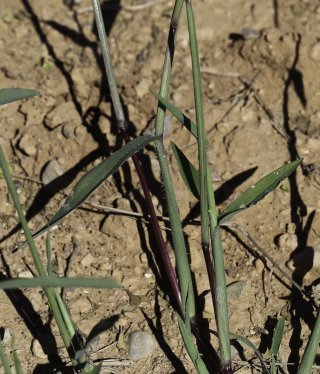 Digitaria sanguinalis (L.) Scop. [3/8]