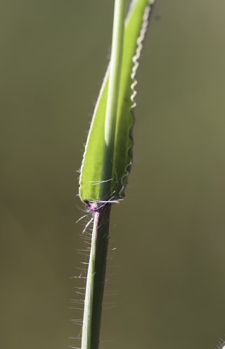 Digitaria sanguinalis (L.) Scop. [5/8]