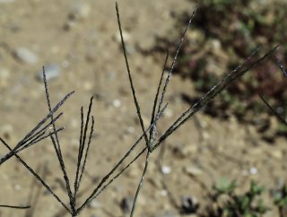 Digitaria sanguinalis (L.) Scop. [7/8]