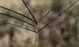 Digitaria sanguinalis (L.) Scop. [8/8]