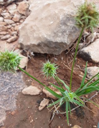 Echinaria capitata (L.) Desf. [7/7]