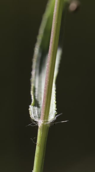 Eragrostis cilianensis (All.) Vignolo ex Janch. [2/8]