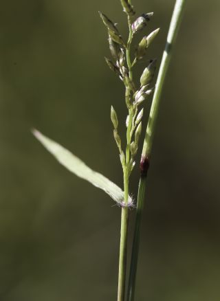 Eragrostis cilianensis (All.) Vignolo ex Janch. [3/8]