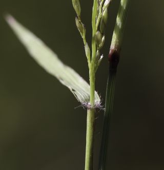 Eragrostis cilianensis (All.) Vignolo ex Janch. [4/8]