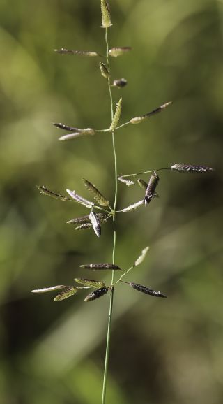 Eragrostis cilianensis (All.) Vignolo ex Janch. [5/8]