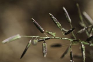 Eragrostis cilianensis (All.) Vignolo ex Janch. [8/8]