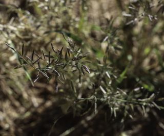 Eragrostis cilianensis (All.) Vignolo ex Janch. [1/8]