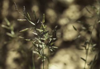 Eragrostis cilianensis (All.) Vignolo ex Janch. [6/8]