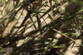 Eragrostis cilianensis (All.) Vignolo ex Janch. [7/8]