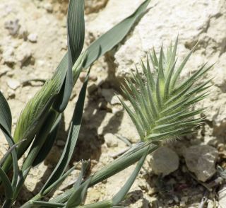 Eremopyrum orientale (L.) Jaub. & Spach [5/8]