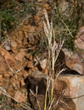 Heteropogon contortus (L.) P.Beauv. ex Roem. & Schult. [2/2]