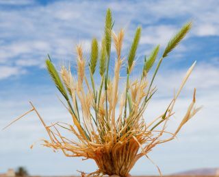 Hordeum murinum L. [1/3]