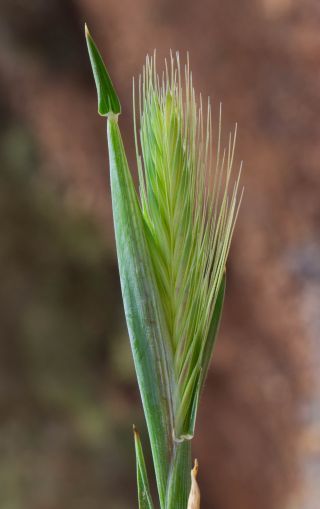 Hordeum murinum L. [2/3]