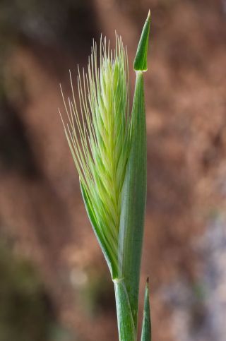 Hordeum murinum L. [3/3]