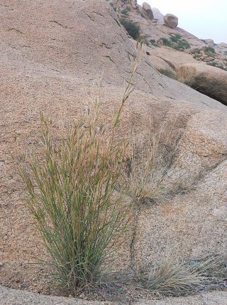 Hyparrhenia sinaica (Delile) G. López [1/8]