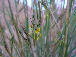 Hyparrhenia sinaica (Delile) G. López [4/8]