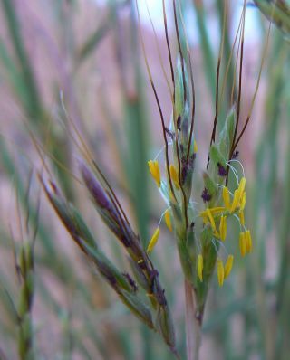 Hyparrhenia sinaica (Delile) G. López [5/8]