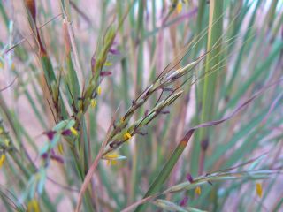 Hyparrhenia sinaica (Delile) G. López [6/8]