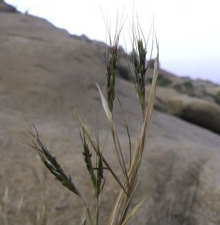 Hyparrhenia sinaica (Delile) G. López [7/8]