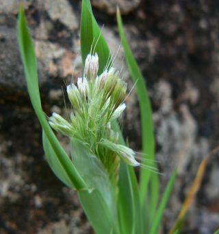 Lamarckia aurea (L.) Moench [2/9]