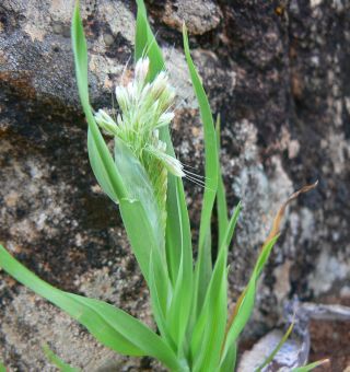 Lamarckia aurea (L.) Moench [3/9]