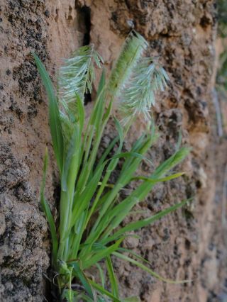 Lamarckia aurea (L.) Moench [6/9]
