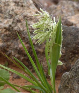 Lamarckia aurea (L.) Moench [9/9]