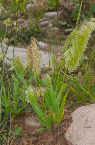 Lamarckia aurea (L.) Moench [9/9]
