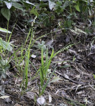 Melica minuta subsp. latifolia (Coss.) W.Hempel [1/5]