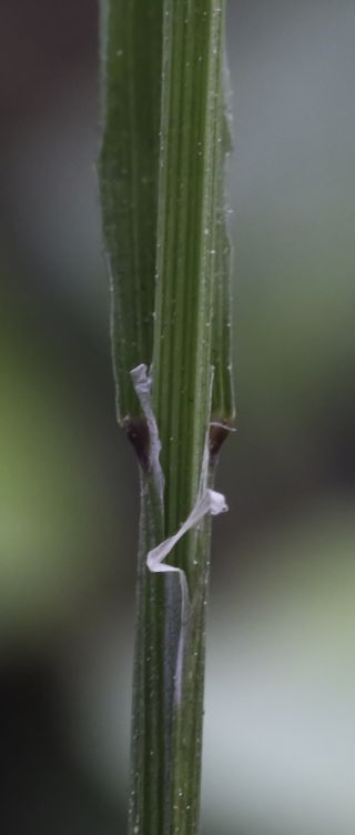 Melica minuta subsp. latifolia (Coss.) W.Hempel [3/5]
