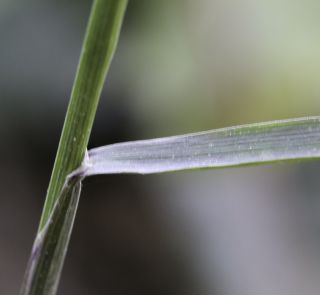 Melica minuta subsp. latifolia (Coss.) W.Hempel [4/5]