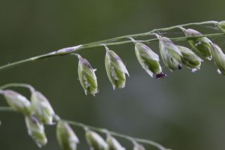 Melica minuta subsp. latifolia (Coss.) W.Hempel [5/5]