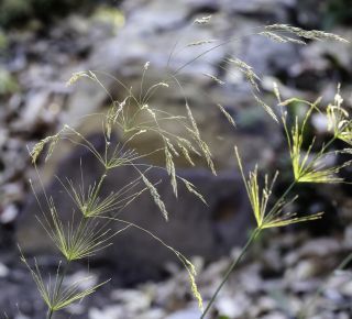 Oloptum miliaceum (L.) M. Röser & H. M. Hamasha [7/8]