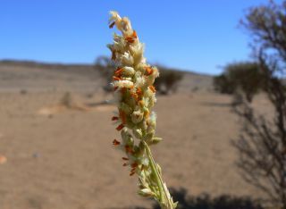 Panicum turgidum Forssk. [1/10]