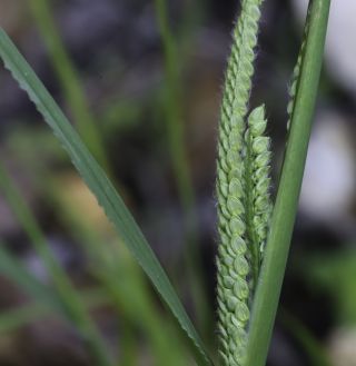 Paspalum dilatatum Poir. [2/7]