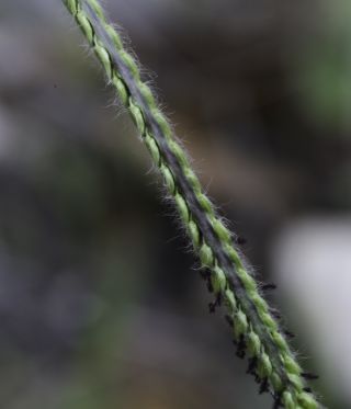 Paspalum dilatatum Poir. [6/7]