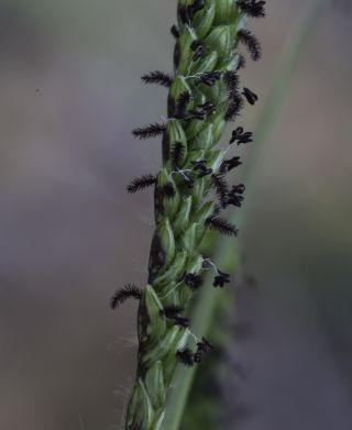 Paspalum dilatatum Poir. [7/7]