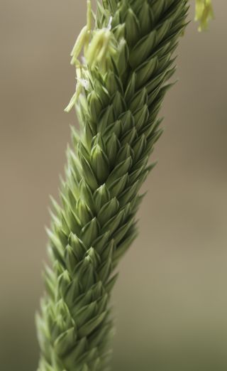 Phalaris aquatica L. [2/13]