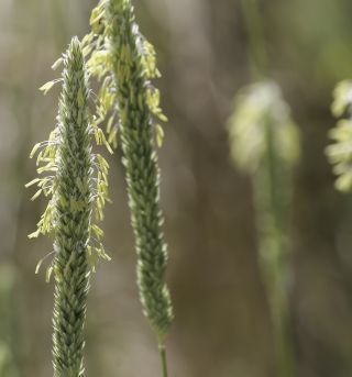 Phalaris aquatica L. [4/13]