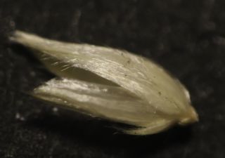 Phalaris aquatica L. [10/13]