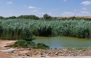 Phragmites australis (Cav.) Steud. [1/8]