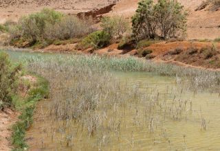 Phragmites australis (Cav.) Steud. [2/8]
