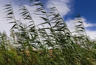 Phragmites australis (Cav.) Steud. [3/8]