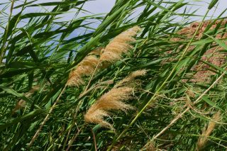 Phragmites australis (Cav.) Steud. [4/8]